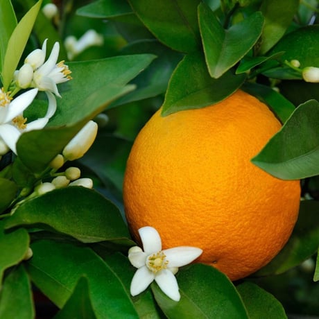 オレンジ(ORANGE HONEY) 120g【BIO認定/生はちみつ 】