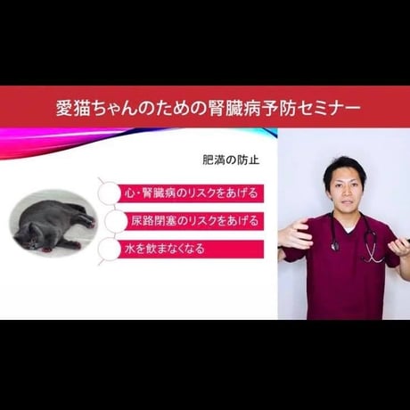 愛猫ちゃんの健康長寿のための「予防学」講座 【腎臓病編】