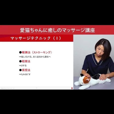 愛猫ちゃんに「癒しのマッサージ」講座
