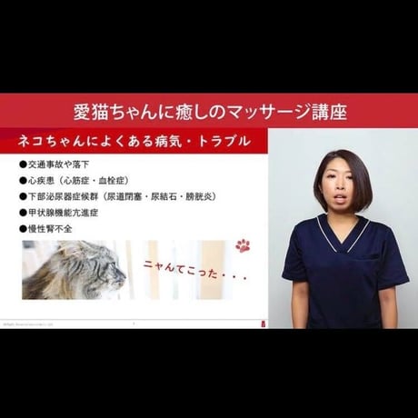 愛猫ちゃんに「癒しのマッサージ」講座
