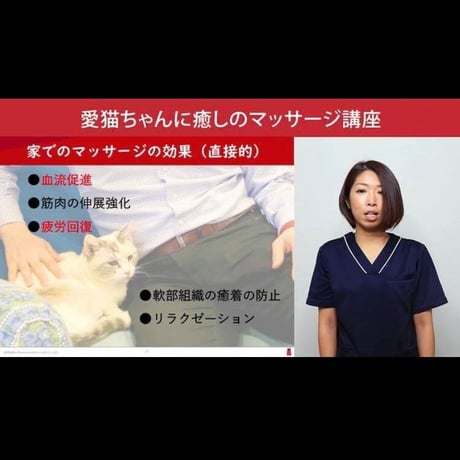 愛猫ちゃんに「癒しのマッサージ」講座