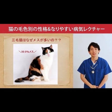 猫の「毛色別の性格＆なりやすい病気」講座
