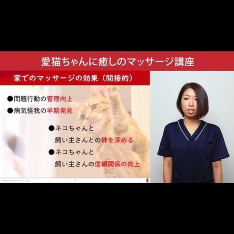 愛猫ちゃんに「癒しのマッサージ」講座
