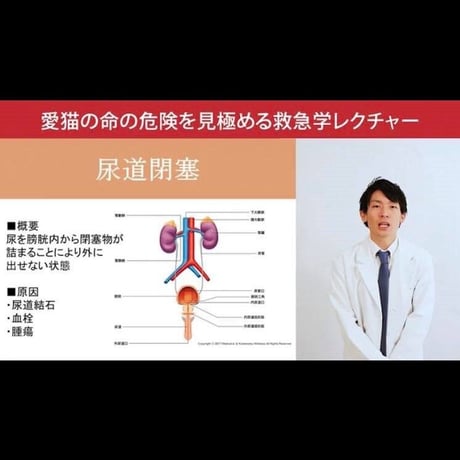 愛猫ちゃんの命の危険を見極めるための「救急学」講座