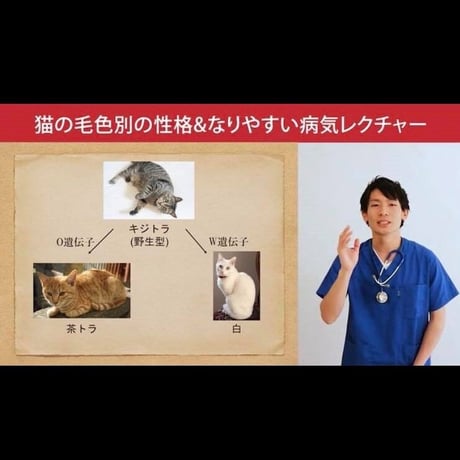 猫の「毛色別の性格＆なりやすい病気」講座