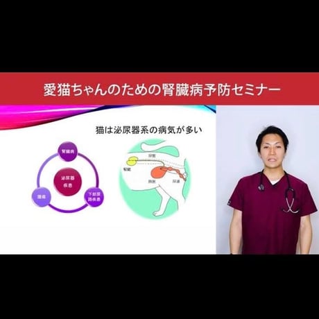愛猫ちゃんの健康長寿のための「予防学」講座 【腎臓病編】