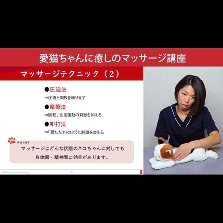 愛猫ちゃんに「癒しのマッサージ」講座