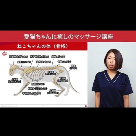 愛猫ちゃんに「癒しのマッサージ」講座