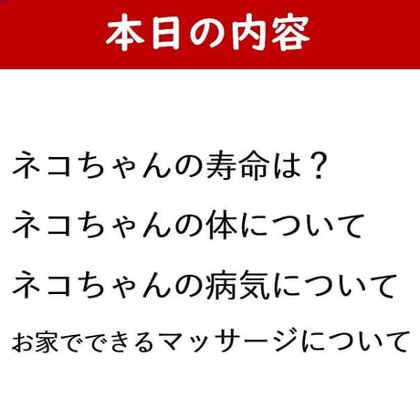 愛猫ちゃんに「癒しのマッサージ」講座