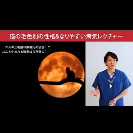 猫の「毛色別の性格＆なりやすい病気」講座