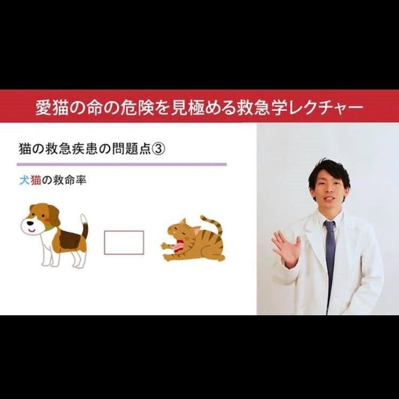 愛猫ちゃんの命の危険を見極めるための「救急学」講座 | 愛猫ちゃんの