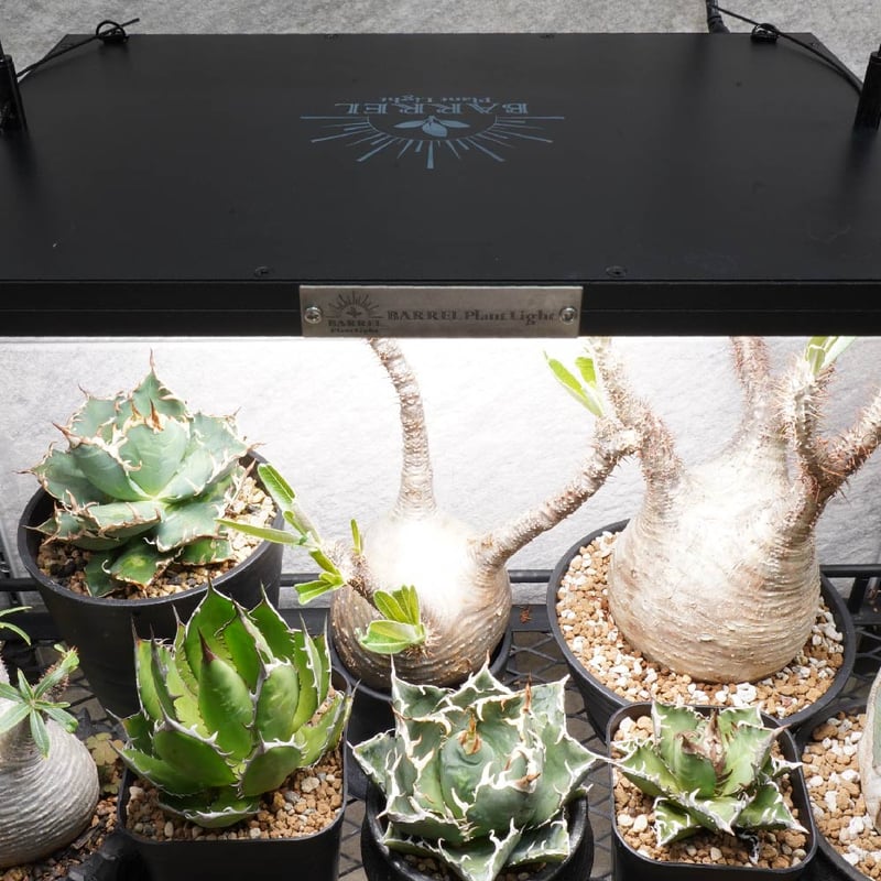 ★早い者勝ち★パネル型植物育成LEDライト バレル ROKI‐350 100W ROKI‐350 100W】(ロキ) パネルライト 超高演色 植物育成用照明