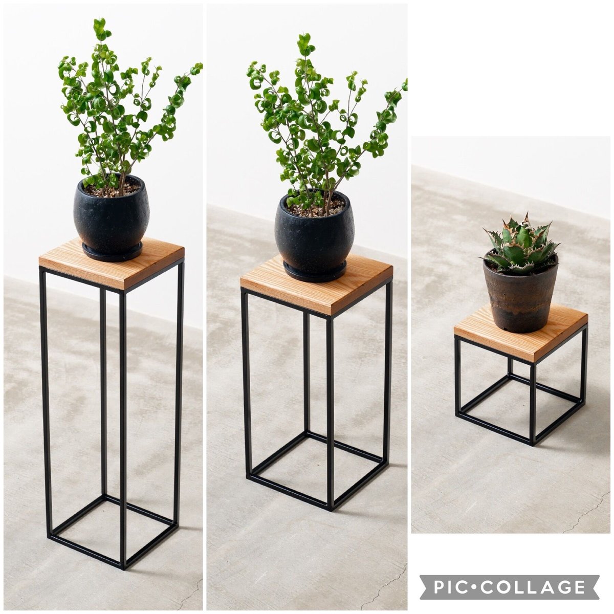 Iron planter アイアンプランターBOXタイプチタノタ剣竜set販売 甲高い 