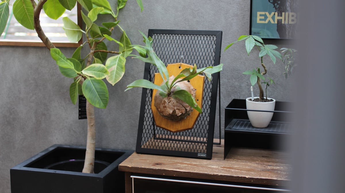 yk　2コセット　ビカクシダ 鑑賞用スタンド ビカクスタンド – PLANT CLUB