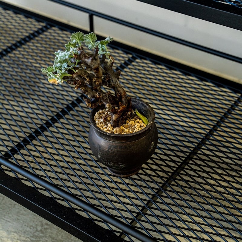 フルオーダー植物棚(ダクトレール付) | Lim iron craft