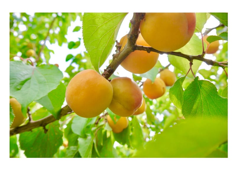 相澤農園 杏 2キロ（2025年は不作により販売をお休みさせていただき