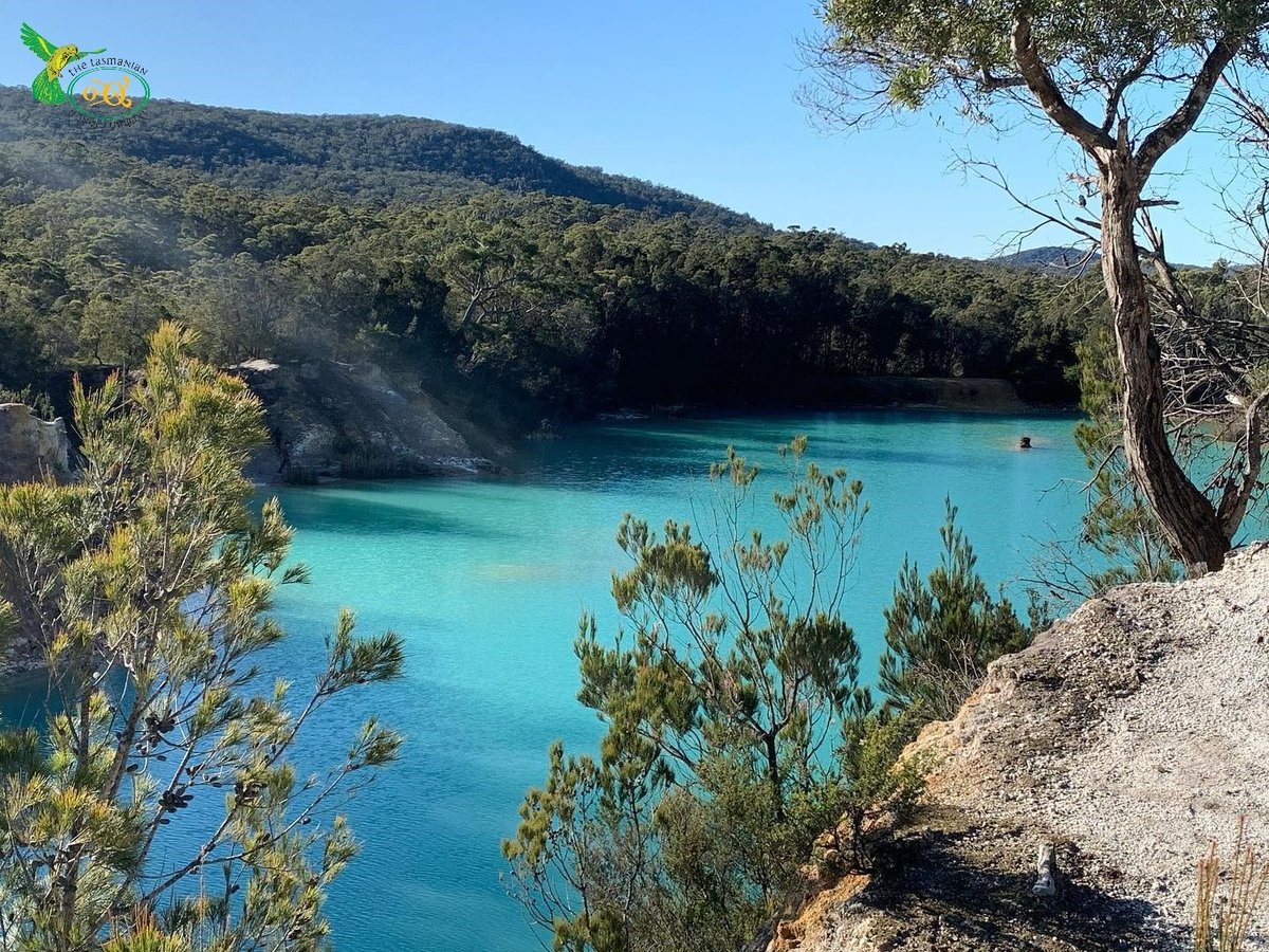 no.0519 レザーウッドと小さなワニ タスマニアハニーカンパニー レザーウッドハニー250g（Fuji trading