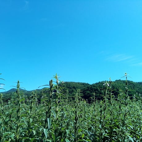 sesami oil Premium Black（とざ和農商）