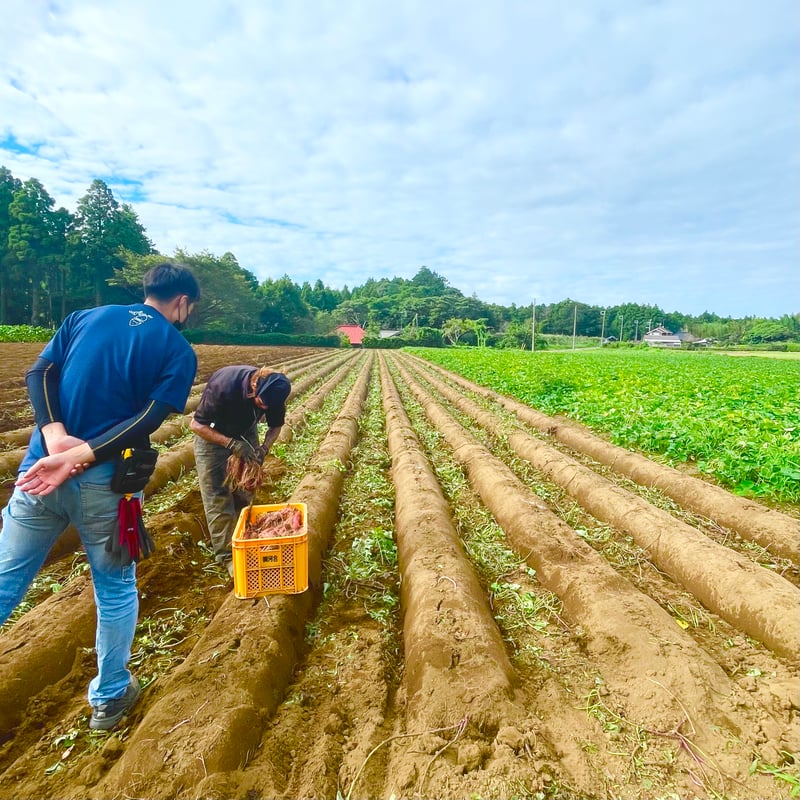 壺焼き芋10本セット（ファイブリング） | Japanese Heart Online Shop