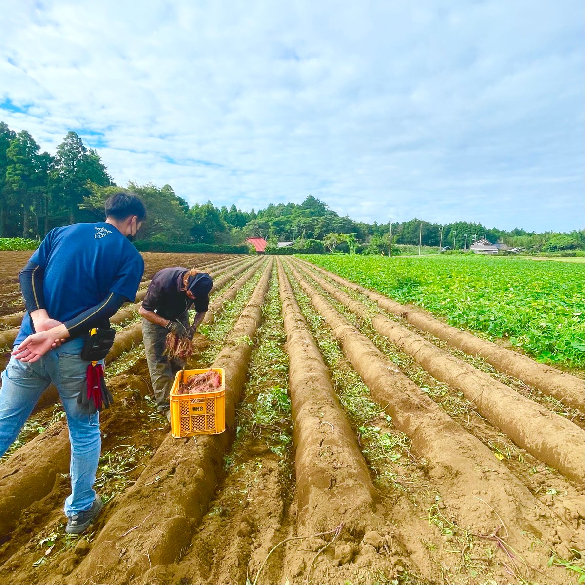 壺焼き芋10本セット（ファイブリング） | Japanese Heart Online Shop