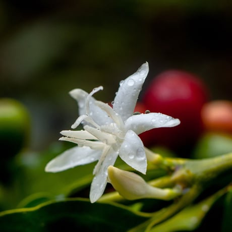 コーヒー原生林の花から採れた完熟「生」はちみつ 「COFFEE FOREST HONEY」（RAISE WORLD）