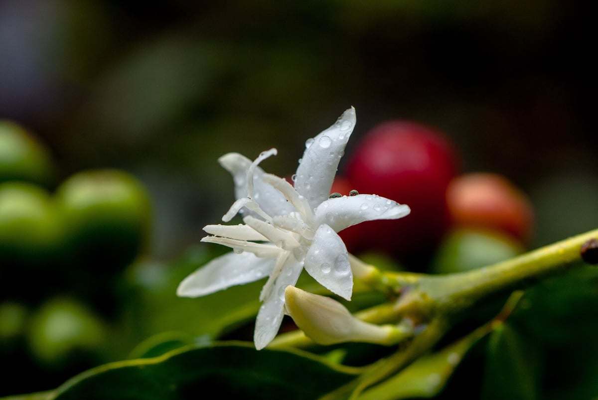 コーヒー原生林の花から採れた完熟「生」はちみつ 「COFFEE FOREST