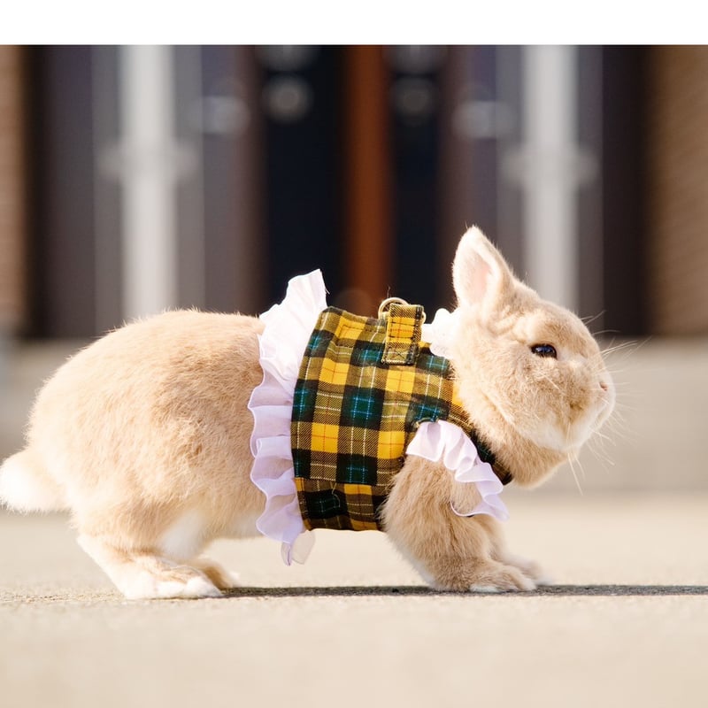 HARE　エッジモード　タータンチェック　レース　ブラウス　レッド HARE エッジモード タータンチェック レース ブラウス レッド