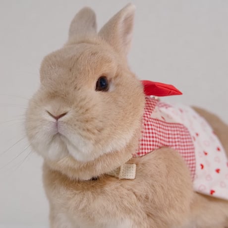 うさぎさん専門作家 アスカラパン