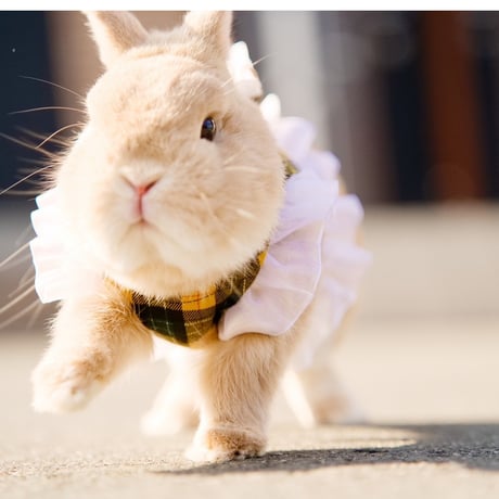 うさぎさん専門作家 アスカラパン