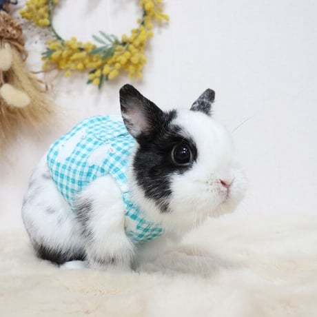 うさぎさん専門作家 アスカラパン