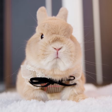 うさぎさん専門作家 アスカラパン