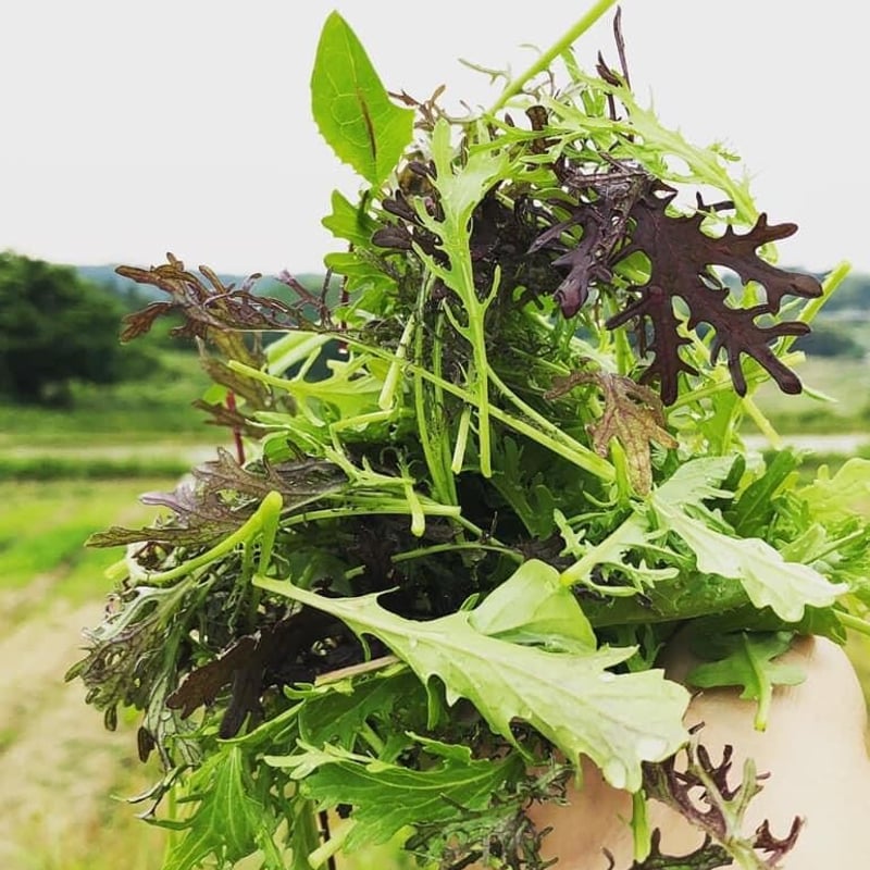 サラダミックス 600g（100g x 6pack) | GOOD LIFE FARM