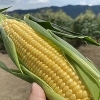 スイートコーン 20本　(黄色系/トウモロコシ)　送料別