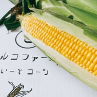 スイートコーン　10本　(黄色系/トウモロコシ)　送料別