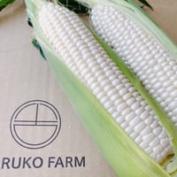 ホワイトコーン 10本 (白色系/トウモロコシ）送料別