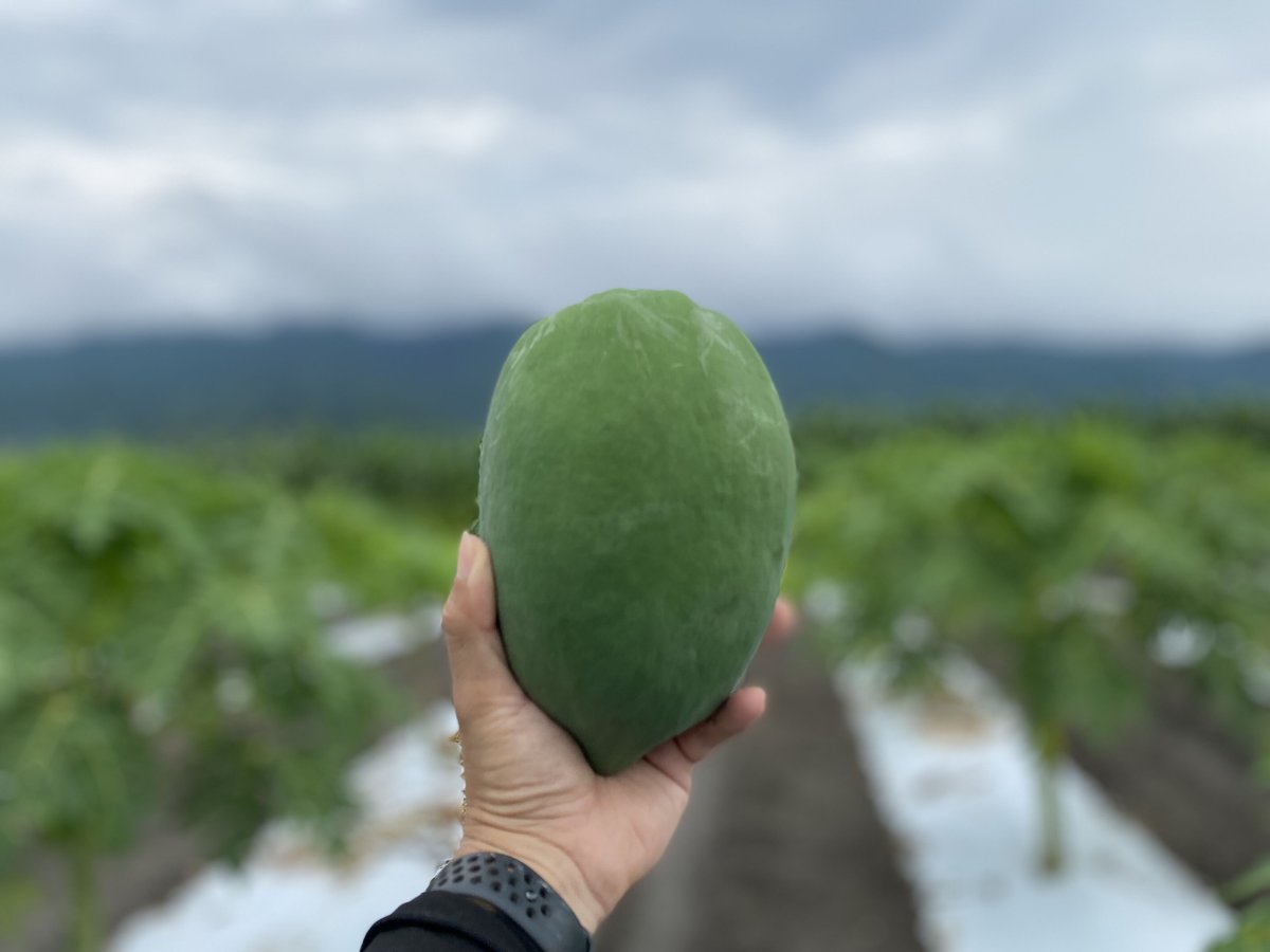 青パパイヤ（有機栽培 栽培期間中無農薬）1ケース2個入り | MARUKO FARM