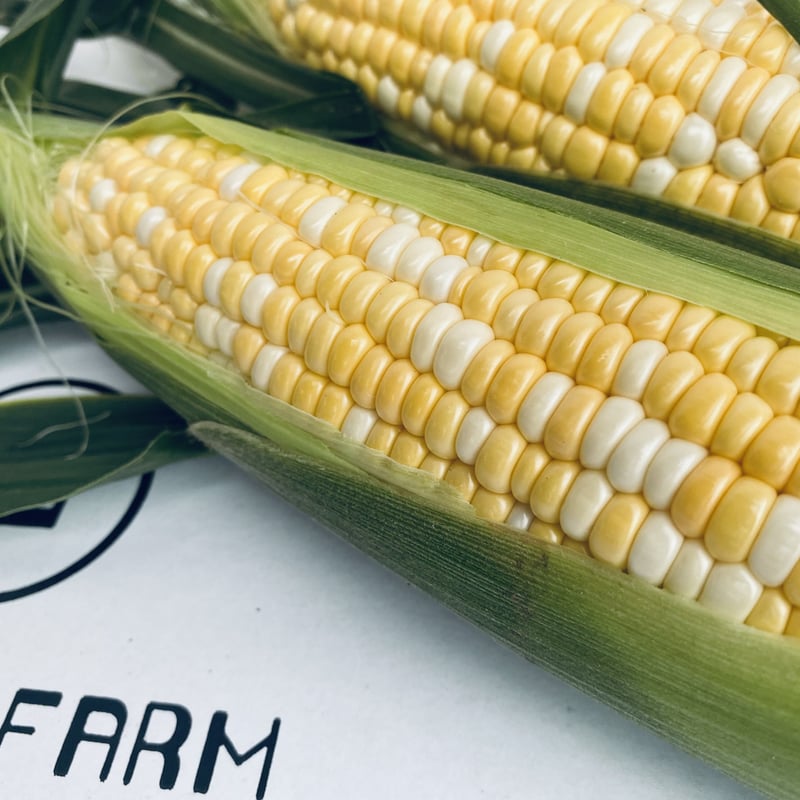 ドルチェドリーム 10本（送料別） | MARUKO FARM