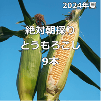 販売終了【2024年夏】絶対朝採りとうもろこし（９本入り）