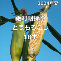 【2024年夏】絶対朝採りとうもろこし（１８本入り）