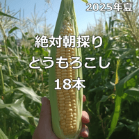 2024年とうもろこし【終了】 販売終了【2024年夏】絶対朝採りとうもろこし（18本入り