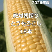 販売終了【2026年夏】絶対朝採りとうもろこし（１８本入り）