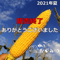 販売終了【2021年夏】絶対朝採りとうもろこし（９本入り）[順次発送]