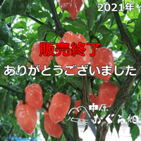 販売終了【2021年】晴れの国岡山育ちのフレッシュハバネロ（５００ｇ）[順次発送]