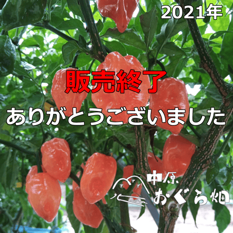 販売終了【2021年】晴れの国岡山育ちのフレッシュハバネロ（５００ｇ）[順次発送]