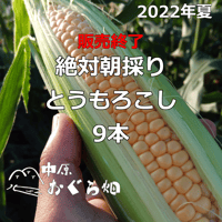 販売終了【2022年夏】絶対朝採りとうもろこし（９本入り）[予約販売]