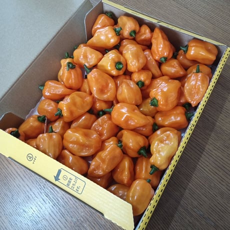 販売終了【2021年】晴れの国岡山育ちのフレッシュハバネロ（５００ｇ）[順次発送]