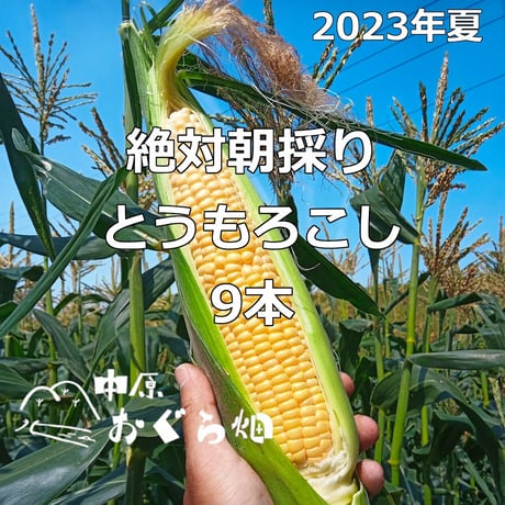 販売終了【2023年夏】絶対朝採りとうもろこし（９本入り）