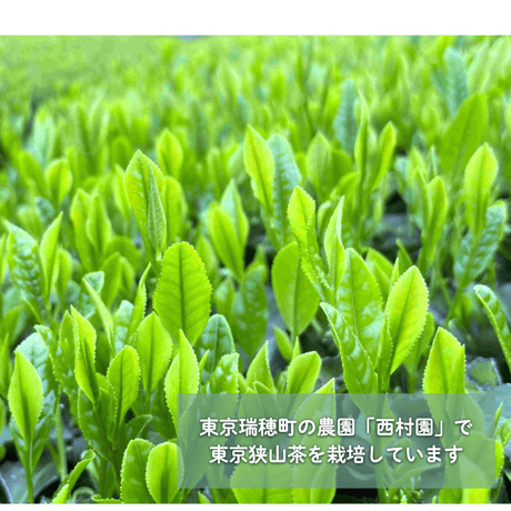 【5/7発送分】濃厚抹茶ガトーショコラ