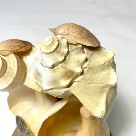 VINTAGE UNKNOWN ARTIST SHELL OBJECT