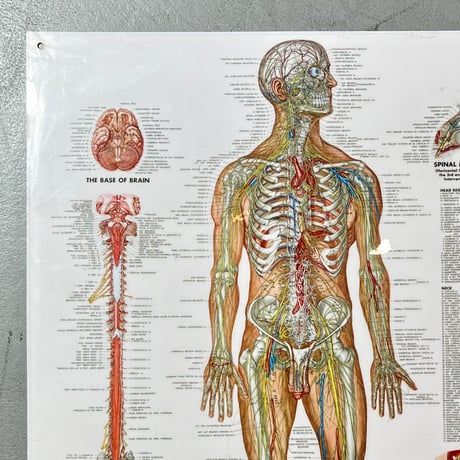 USED THE NERVOUS SYSTEM WALL CHART